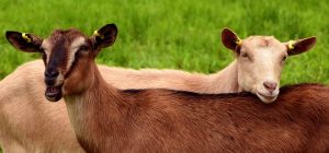 Nesvakidašnji domaći startap – Iznajmite kozu i budite pastir iz udobnosti sopstvenog doma