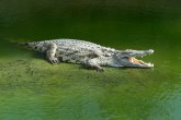 Nesvakidašnji prizor: Borba dva aligatora na golf terenu VIDEO