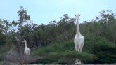 Neverovatan prizor: Prvi put u istoriji snimljene bele žirafe VIDEO