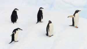 Neverovatan prizor snimljen prvi putu u istoriji: Oko 700 mladih pingvina skače u vodu