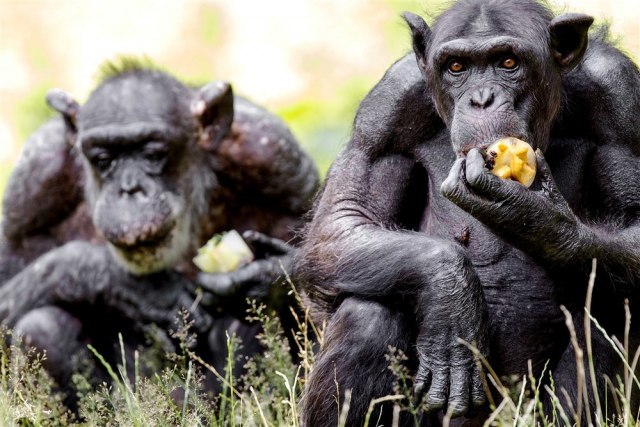 Neverovatan snimak: Šimpanza koja je ceo život provela u kavezu prvi put ugledala nebo VIDEO