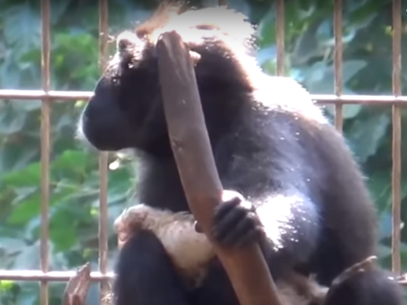 Neverovatno: Majmunica usvojila kokošku! VIDEO