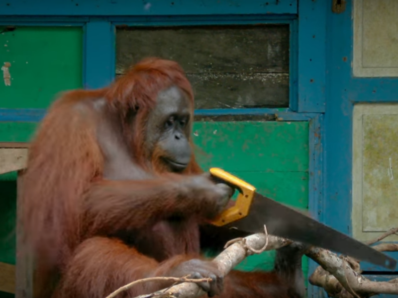 Neverovatno: Orangutan seče grane drveta testerom! VIDEO