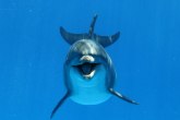 Neverovatno otkriće: Delfini razgovaraju kao ljudi