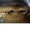 Neverovatno otkriće: Pčele shvataju ono što deca ne mogu