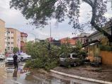 Nevreme oborilo drvo u centru Leskovca, nema povređenih