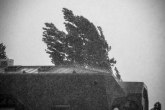 Nevreme u Kruševcu: Grom oborio stablo