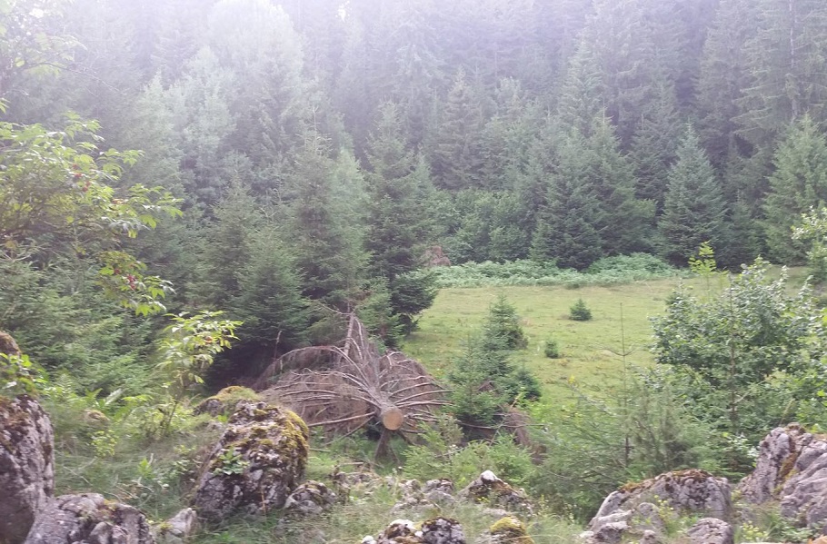 New forest theft in the Čemernica Forestry, while the competent institutions ignore the crime