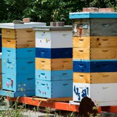 Nezapamćena katastrofa: Na hiljade pčela OTROVANO PESTICIDOM