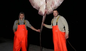 Nezapamćeni ulov: Ribari Marko i Andrija uhvatili džinovsku morsku neman (FOTO, VIDEO)
