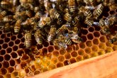 Bizaran ritual: Kraljevskim pčelama saopštili da imaju novog vladara FOTO