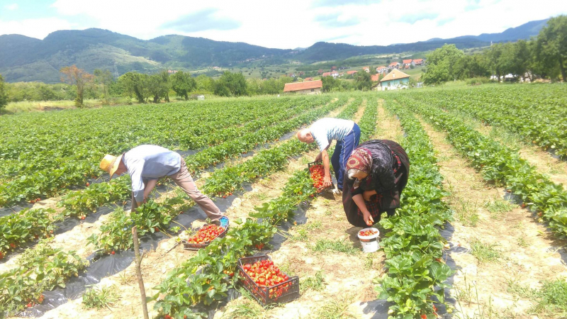 Nikolići solidno zarađuju od jagoda u blizini Vranja (FOTO)