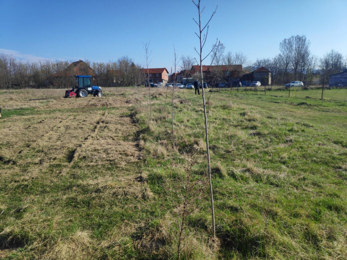 Niš planira pošumljavanje na površini od 3 hektara