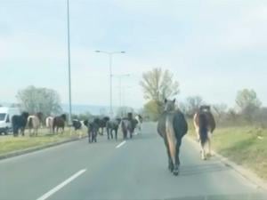 Niškim ulicama ponovo galopira krdo konja [video]