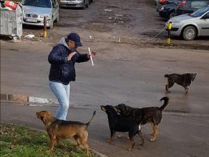 Nišlije iz naselja Stevan Sinđelić traže rešenje za napuštene pse, iz “Zoohigijene” nemaju ovlašćenja