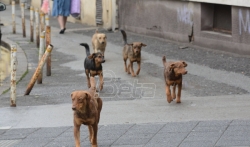 Nišlije protestovale zbog loših uslova u prihvatilištima za pse u Srbiji