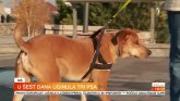 Nišlije zabrinute: Trovanje životinja se nastavlja – uginula tri psa VIDEO