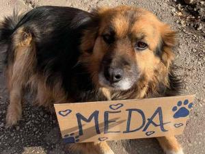 Nišlije žele da oslikaju mural Medi, napuštenom psu koji je ulepšao život stanarima Rentgenove