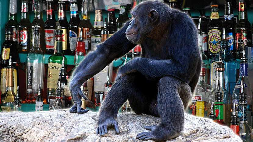 Nismo mi izmisli alkohol, već ove životinje, i to pre 10 miliona godina (VIDEO)