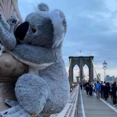 Njujork PREPLAVLJEN plišanim koalama! EVO koji je razlog za ovo divno delo (FOTO)