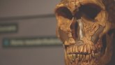 Nobelova nagrada za fiziologiju i medicinu 2022: Dobitnik švedski genetičar Svante Pabo koji istražuje DNK neandertalaca