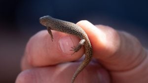 Noćni gušteri preživeli udar asteroida koji je uništio dinosaure – i to tik uz mesto udara