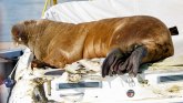 Norveška i životinje: Uspavana ženka morža Freja zbog opasnosti po ljude, kažu zvaničnici