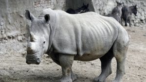 Nosorozi na ivici istrebljenja, i to najviše zbog rogova