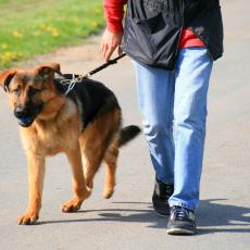 Nova pravila za držanje kućnih ljubimaca: Šetnja psa SAMO AKO STE TREZNI inače SLEDI KAZNA!