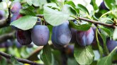 Nova šansa: Ponovo dozvoljen izvoz koštičavog voća u Rusiju