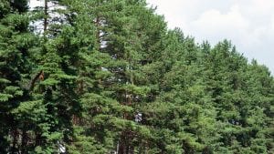 Nova stranka: 16 odsto od svih izgubljenih šuma Srbije u Srednjebanatskom okrugu