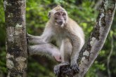 Nova studija otkriva: Mužjaci majmuna češće upražnjavaju seks sa istopolnim partnerima