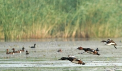 Nove divlje vrste ptica otkrivene u velikoj močvari na severu Kine