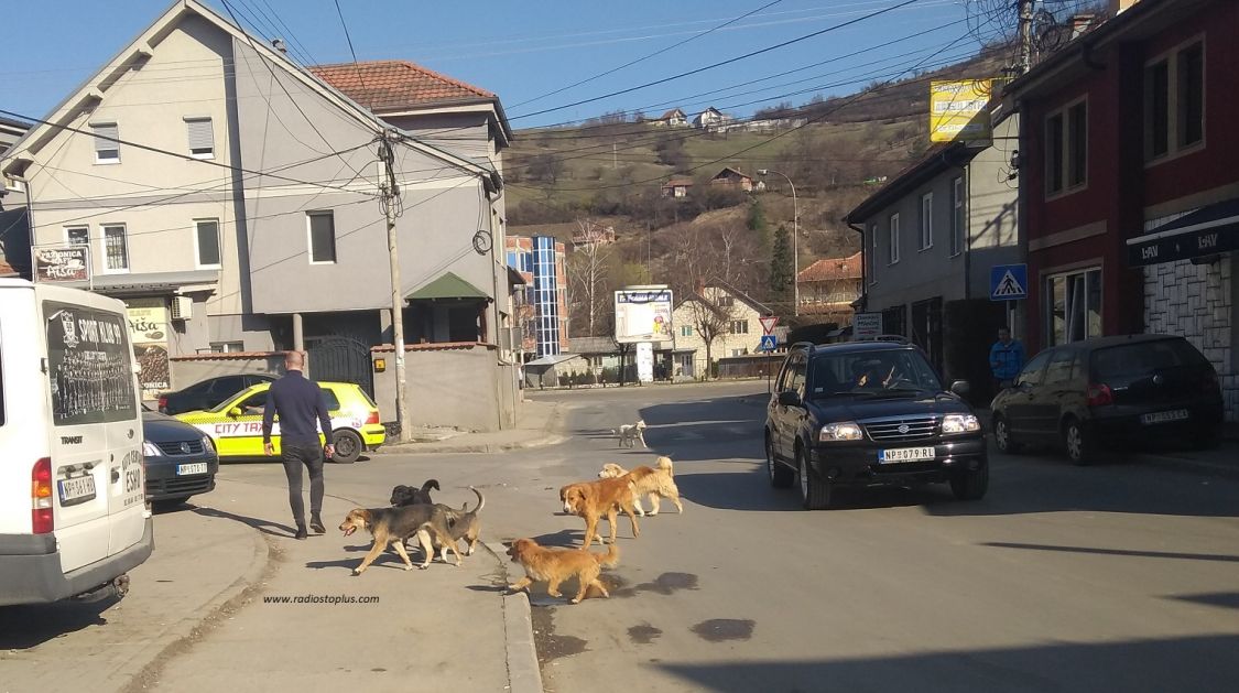 Novi Pazar: Propao tender za izgradnju prihvatilišta za pse i mačke
