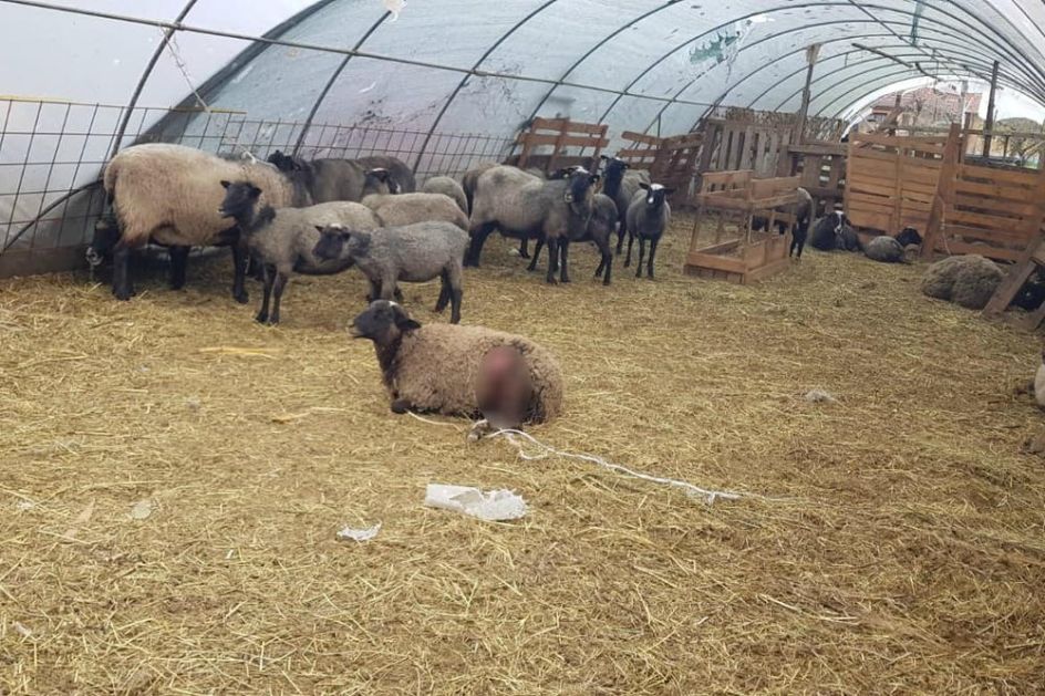 Novi Pazar: Psi upali drugu noć zaredom u Halkov tor i poklali još devet ovaca (FOTO)