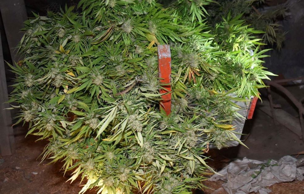 Novi Sad: Uzgajao marihuanu u laboratoriji, zaplenjeno više od 2,5 kilograma marihuane