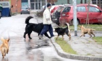 Novi Sad od početka godine tužilo ukupno 1.734 građana i firmi, svaka treća tužba zbog ujeda pasa