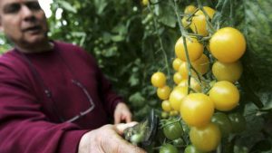 Novi Zakon o bezbednosti hrane: Uvodi li Srbija GM hranu