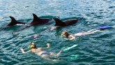 Novi Zeland: Zabranjeno plivanje sa delfinima