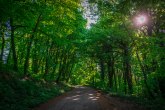 Novi deo zelenog koridora Beograda: Ovaj kompleks šume biće pod zaštitom