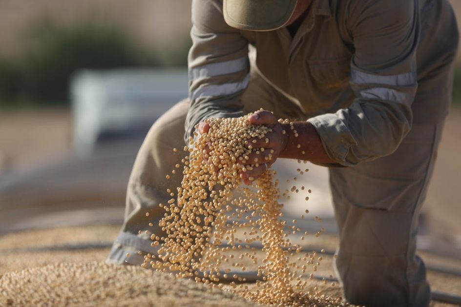 Novi pad cena soje, kukuruza i pšenice na Produktnoj berzi