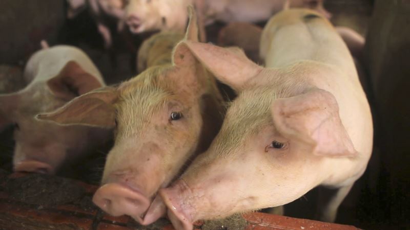 Novi svinjski grip pronađen u Kini ima pandemijski potencijal