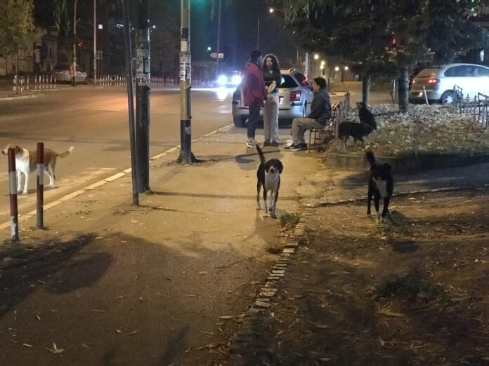Novi tender za zbrinjavanje pasa u Prokuplju — ovog puta bez unapred određene cene