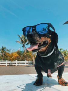 Novi trend u novosadskim radnjama: Sunčane naočare za pse po ceni od samo 150 dinara