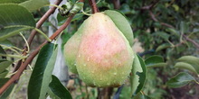 Novi zasadi voća u Banatu