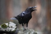 Novo otkriće naučnika: Vrane imaju svest kao ljudi i primati