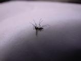 Novo prskanje protiv komaraca uz reke i bare u Nišu i okolini