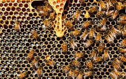 
					Novoj pčelarskoj zadruzi oko 7 miliona dinara bespovratnih sredstava od vlade 
					
									