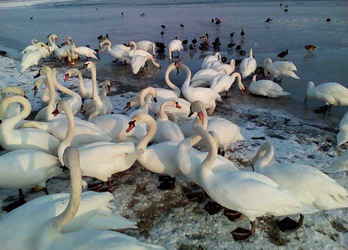 Novosađanka apeluje: „Ne hranite labudove napolitankama i hlebom na Štrandu“