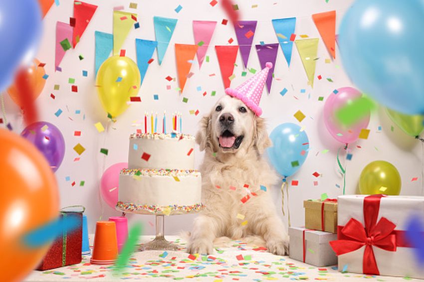 Novosađanka organizovala rođendan svom psu u svečanoj sali sa tamburašima i animatorima